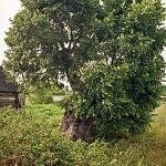 janopoles viksna