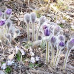 Meža silpurene Pulsatilla patens