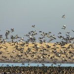 piles