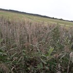 IMG-20190926-WA0011