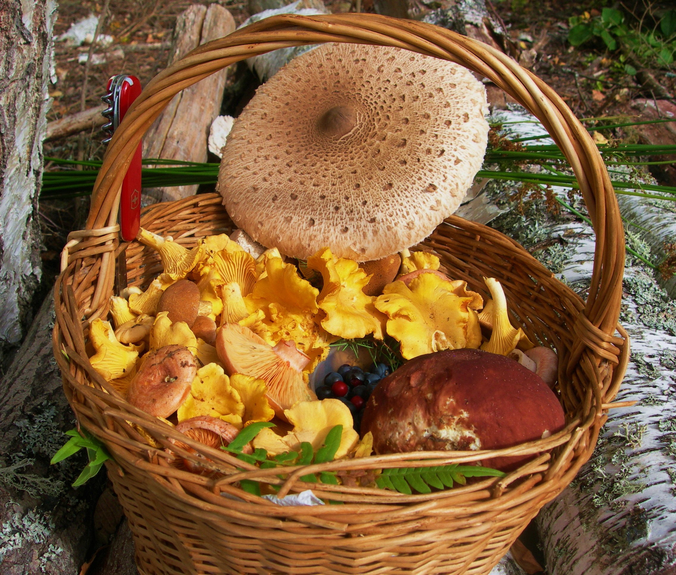Лето грибами осень плодами. Грибы лисички в лукошке. Корзинка с грибами. Корзинка с разными грибами. Лукошко с грибами.
